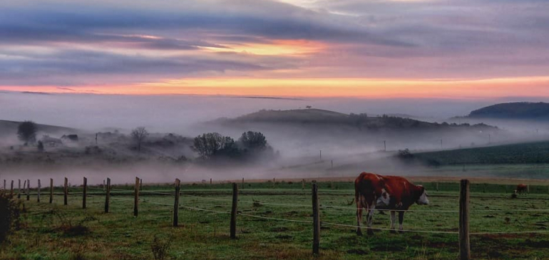 Sűrű köd csökkentette a látástávolságot