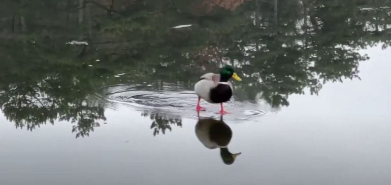 Mintha a vizen járnának a kacsák