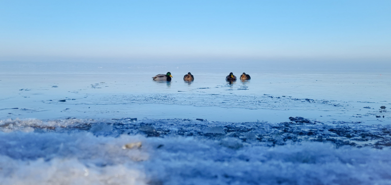 Jegesedik a Balaton a partmenti részeken