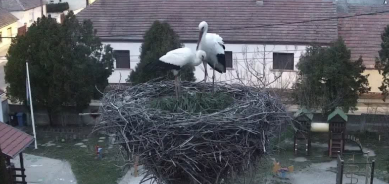 Újra elfoglalták otthunkat a fertőhomoki gólyafészek lakói