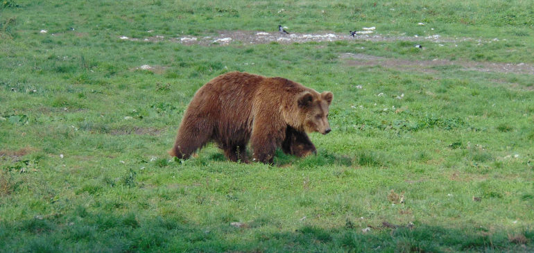 Újabb medve kóborol a Bükkalján