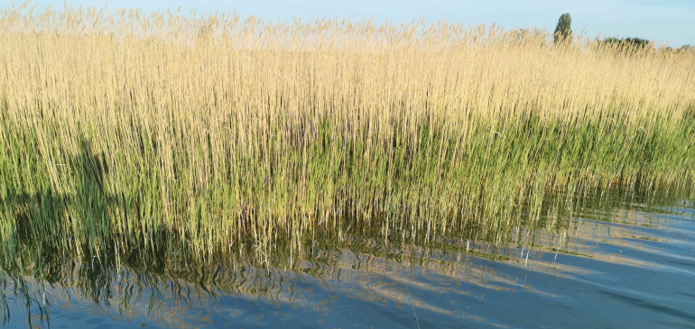 Így ívnak a keszegek a Balaton déli partján