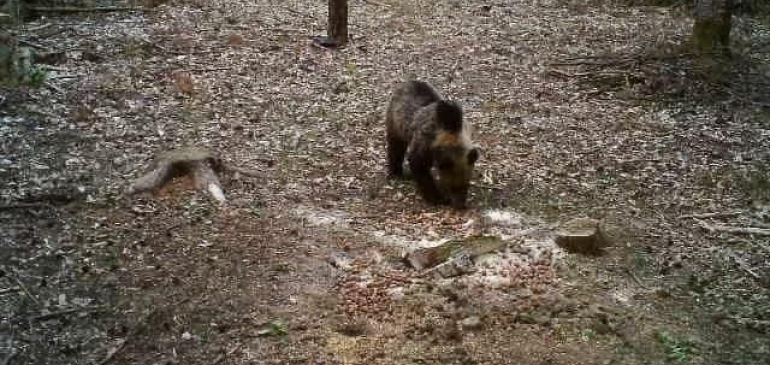 Medve kóborol az Aggteleki Nemzeti Parkban