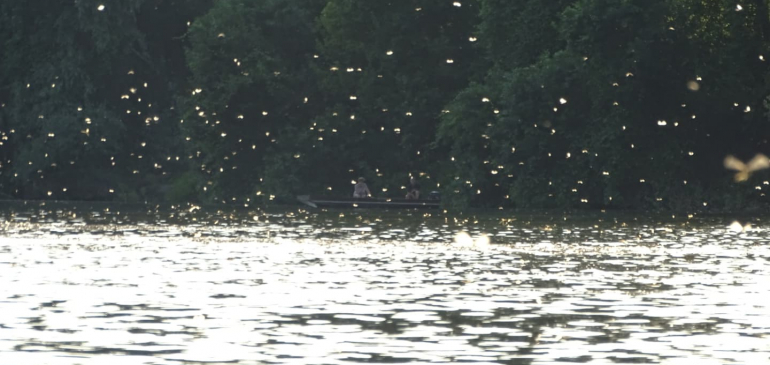 Algyőnél már virágzik a Tisza
