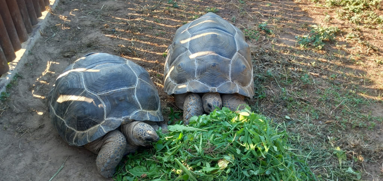 kapcsolódó tartalom