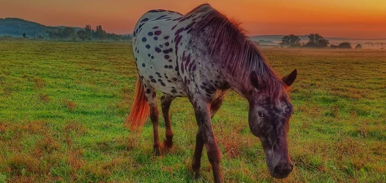 Lóvá tették az őszt, de azért már vannak jelek az érkezésére