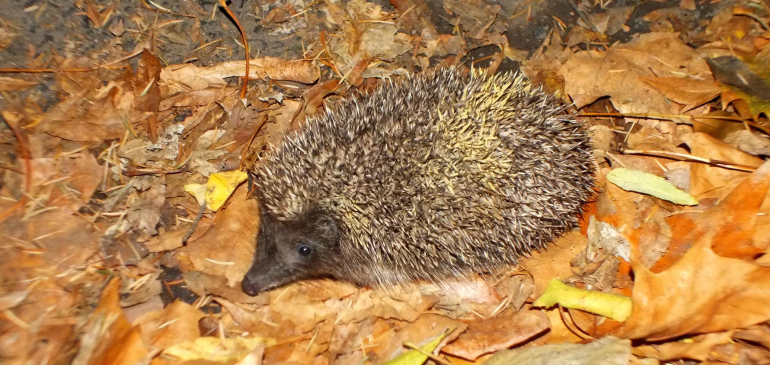 Még alszanak a sünik, vigyázzunk rájuk!