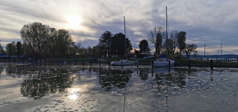 Szösz-szigeteket hoztak létre a nyárfák a Balatonon