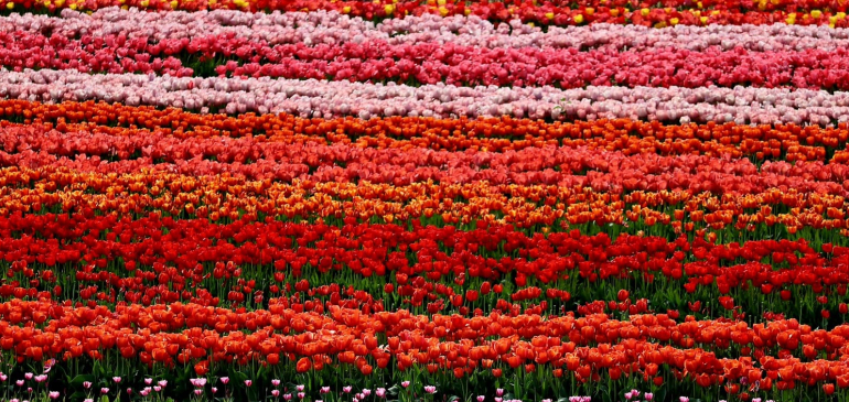 Pompás színekben virágzik a kőröshegyi tulipánmező