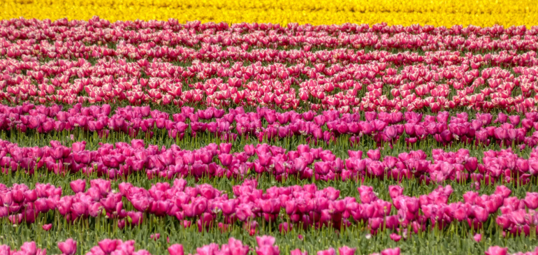 Virágba borultak a végtelen holland tulipánmezők