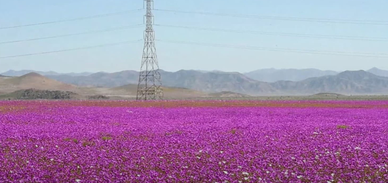 Virágba borult a Föld egyik legszárazabb tája, az Atacama-sivatag