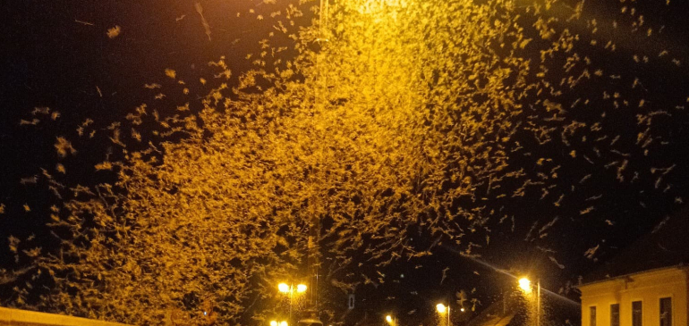 Dunavirágok lepték el Szentendrét