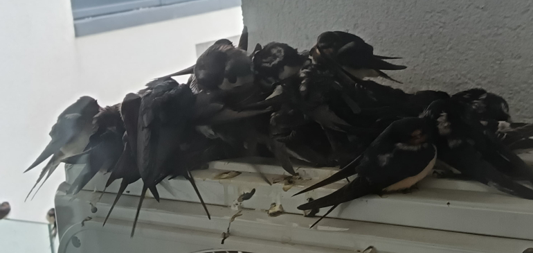 Tömegesen keresnek menedéket az éhes, átfázott fecskék a hideg, esős időben