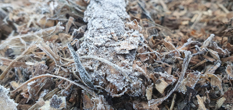 Betoppantak az első őszi fagyok