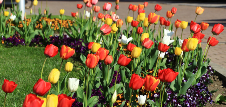 Színpompás tulipánok is hirdetik a tavaszt