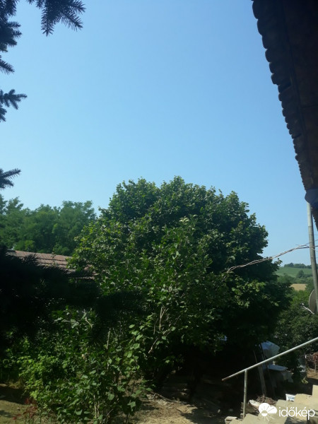 Erdősmecske