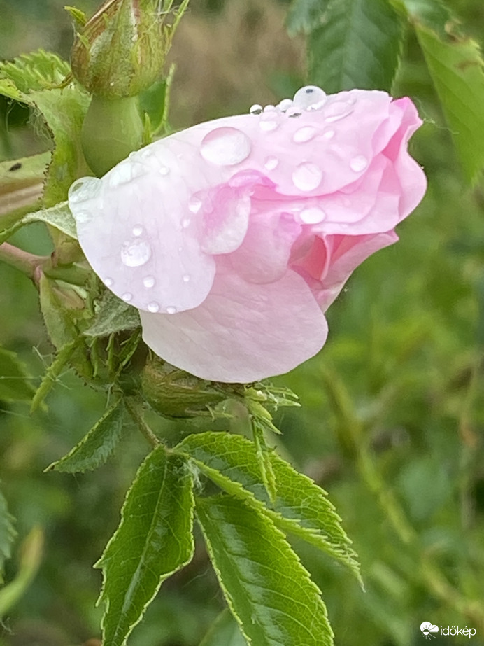 Rózsa(víz)
