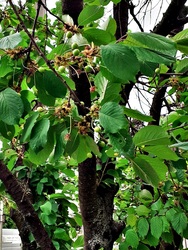 A korai nyár meghozta gyümölcsét, meggyfánk :)