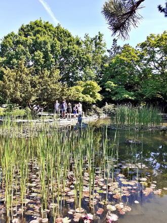 A Margit-szigeti halastó tavaszi pompájában