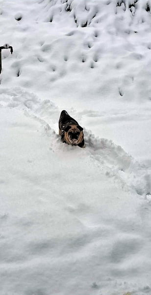 Élvezi élete első havát :)