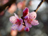 őszibarackfa  virágzása