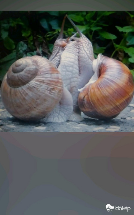 Törökbálint