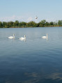 Szigetbecse