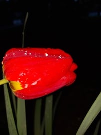 Tulipán eső után 