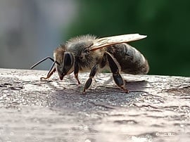 Méhecske 