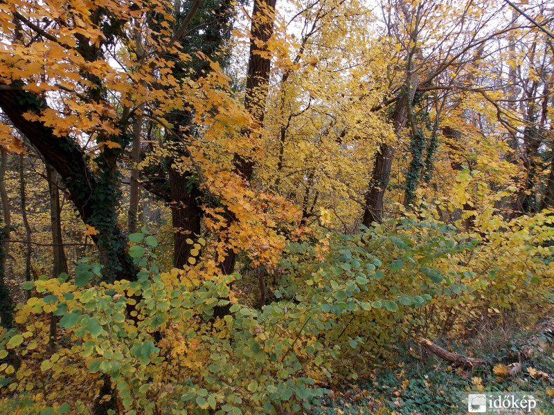 Aranylik, őszül már az erdő