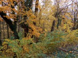 Aranylik, őszül már az erdő
