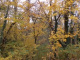 Erdő ősszel 