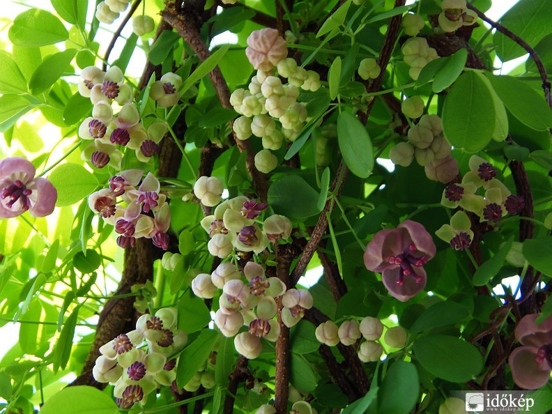 Pergolára futtatott akébia 