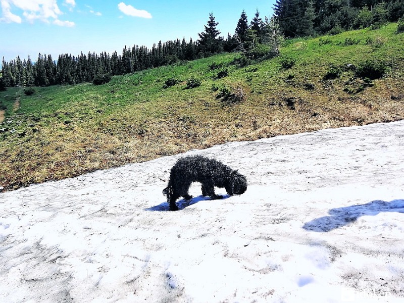 De jó hűs és még