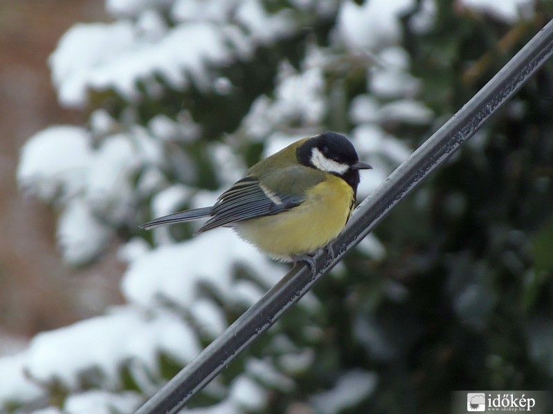 Már miért ne fújnám fel magamat