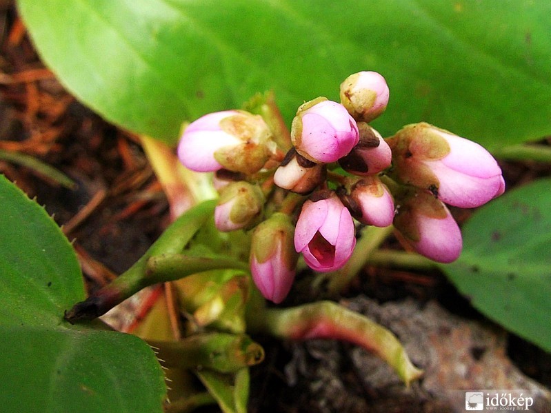 Bergenia nyílóban