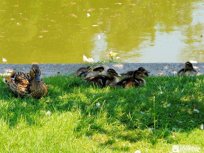 A kánikulát a réce mama és