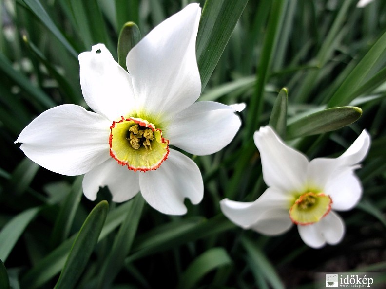 Fehér nárcisz