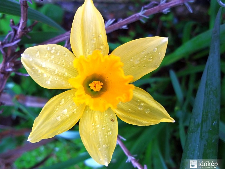 Tegnap reggel még bimbóztam,