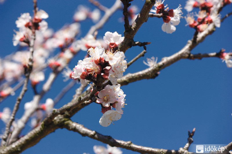 Hamisítatlan tavasz