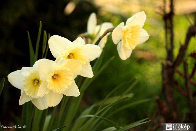 Nárciszok
