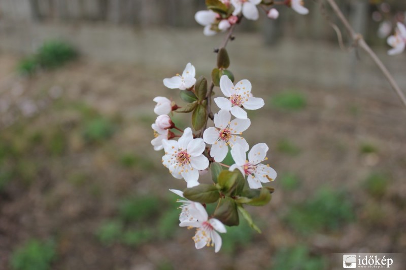 Szilvafa virágzása
