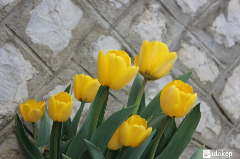 Sárga tulipánok (3)