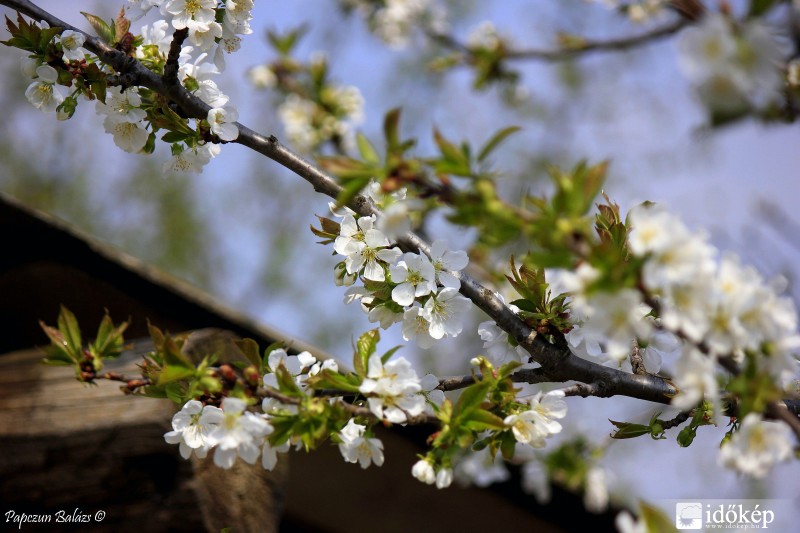 Cseresznyefa virágzása