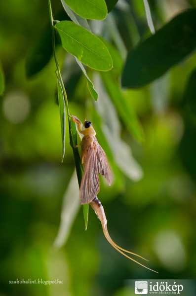 Egy partra repülő kérész vedlés közben.