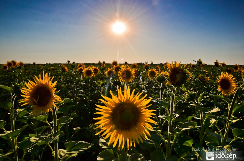 Napraforgók Szeged határában.