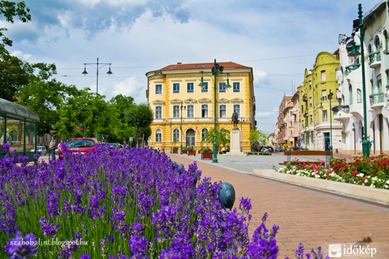 Levendulaerdő Szegeden