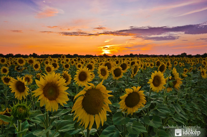 Napraforgós napnyugta