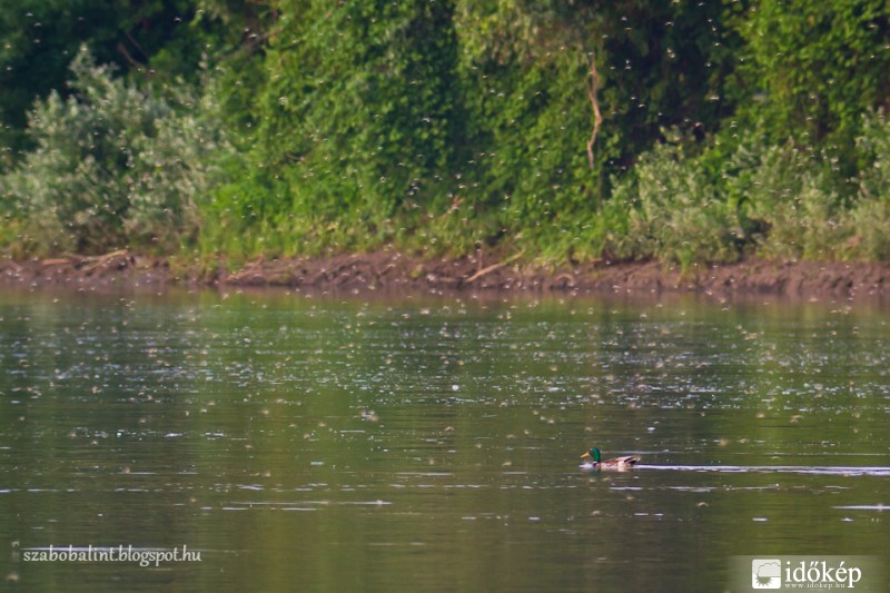 Tiszavirágzás Szegeden
