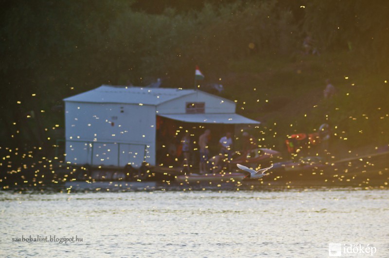 Tiszavirágzás Szegeden